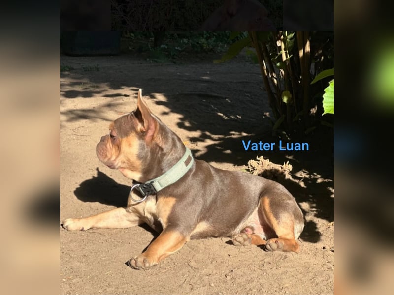 Französische Bulldogge Welpen in exklusiven Farben