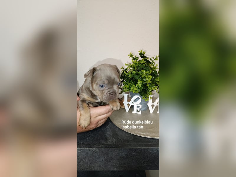Französische Bulldogge Welpen in Isabella Tan und blue Tan