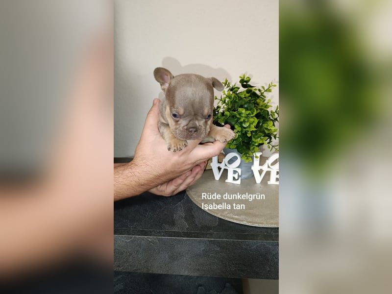 Französische Bulldogge Welpen in Isabella Tan und blue Tan