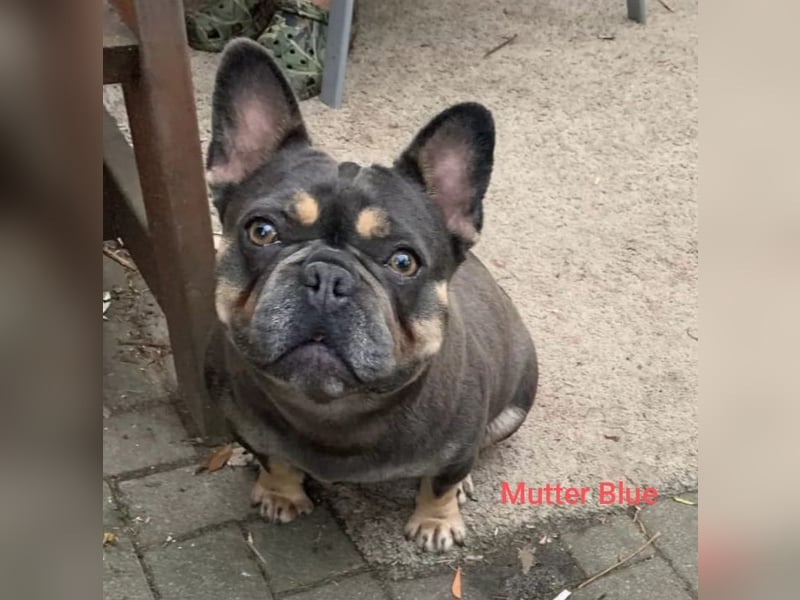Französische Bulldogge Welpen in Isabella Tan und blue Tan