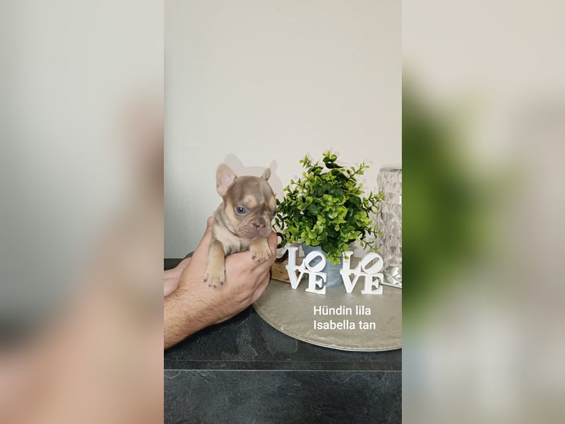 Französische Bulldogge Welpen in Isabella Tan und blue Tan