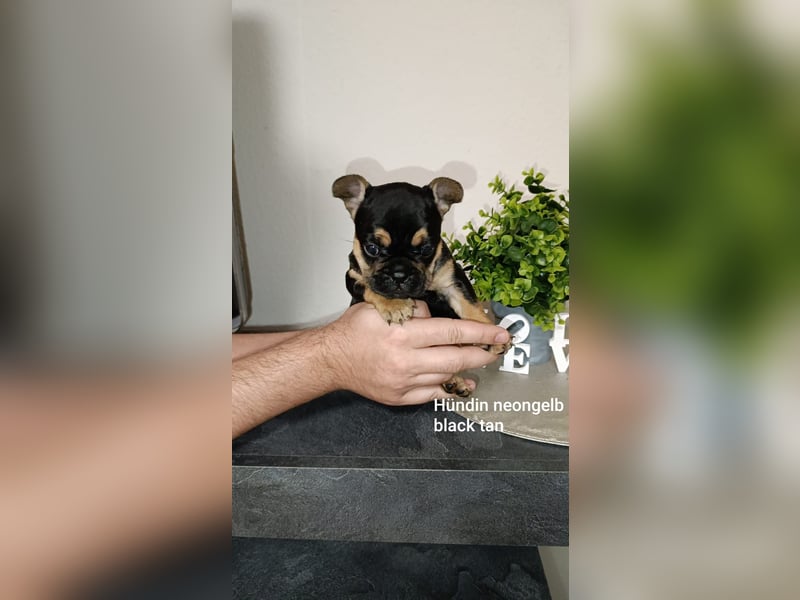 Französische Bulldogge Welpen in exklusiven Farben