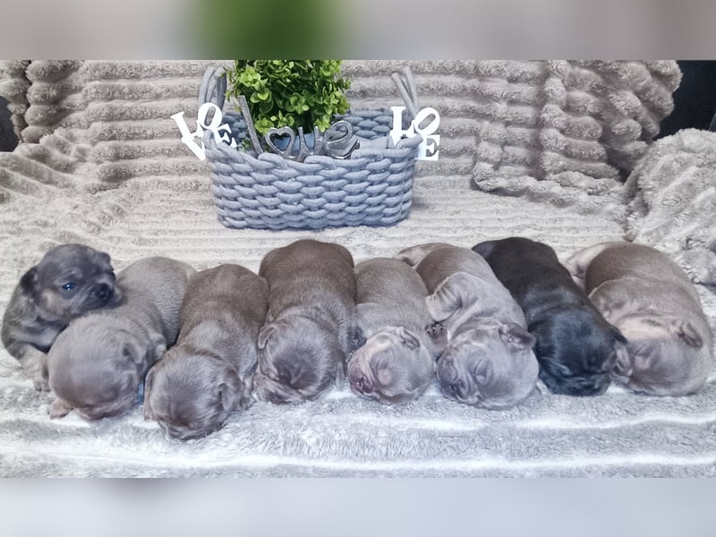 Französische Bulldogge Welpen in Isabella Tan und blue Tan