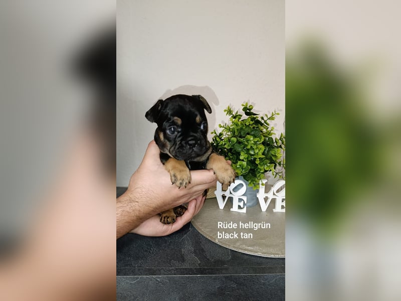 Französische Bulldogge Welpen in exklusiven Farben