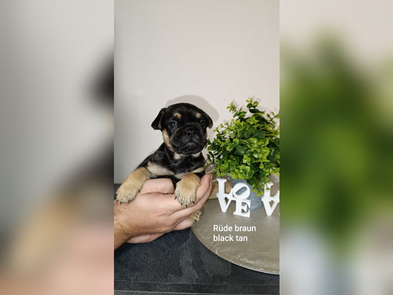 Französische Bulldogge Welpen in exklusiven Farben