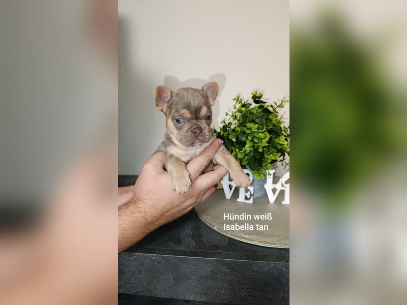 Französische Bulldogge Welpen in Isabella Tan und blue Tan