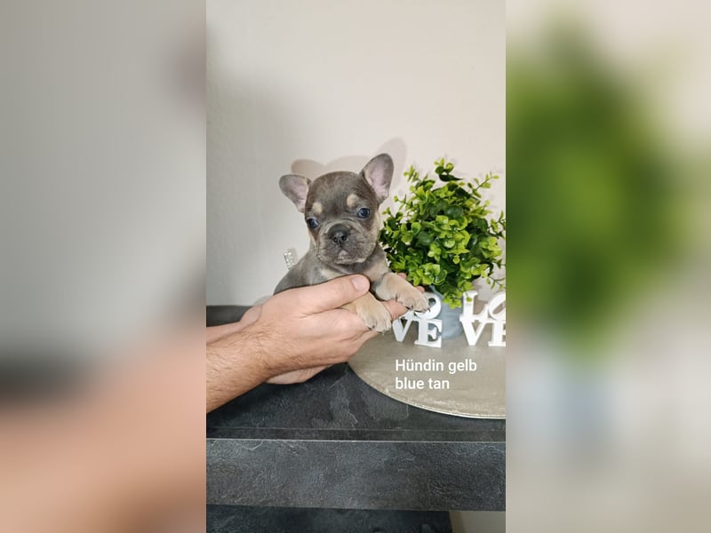 Französische Bulldogge Welpen in Isabella Tan und blue Tan