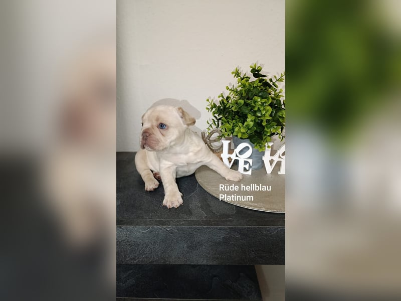 Französische Bulldogge Welpen in exklusiven Farben