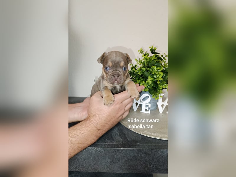 Französische Bulldogge Welpen in Isabella Tan und blue Tan