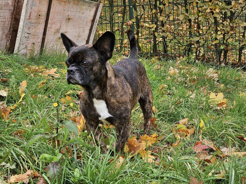 ❤️Batman 7 J., 28 cm, kastr. französische Bulldogge Mix  sucht sein Glück ❤️Batman 7 J., 28 cm, kastr. französische Bulldogge Mix  sucht sein Glück
