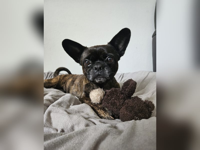 ❤️Batman 7 J., 28 cm, kastr. französische Bulldogge Mix  sucht sein Glück ❤️Batman 7 J., 28 cm, kastr. französische Bulldogge Mix  sucht sein Glück