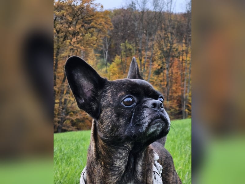 ❤️Batman 7 J., 28 cm, kastr. französische Bulldogge Mix  sucht sein Glück ❤️Batman 7 J., 28 cm, kastr. französische Bulldogge Mix  sucht sein Glück