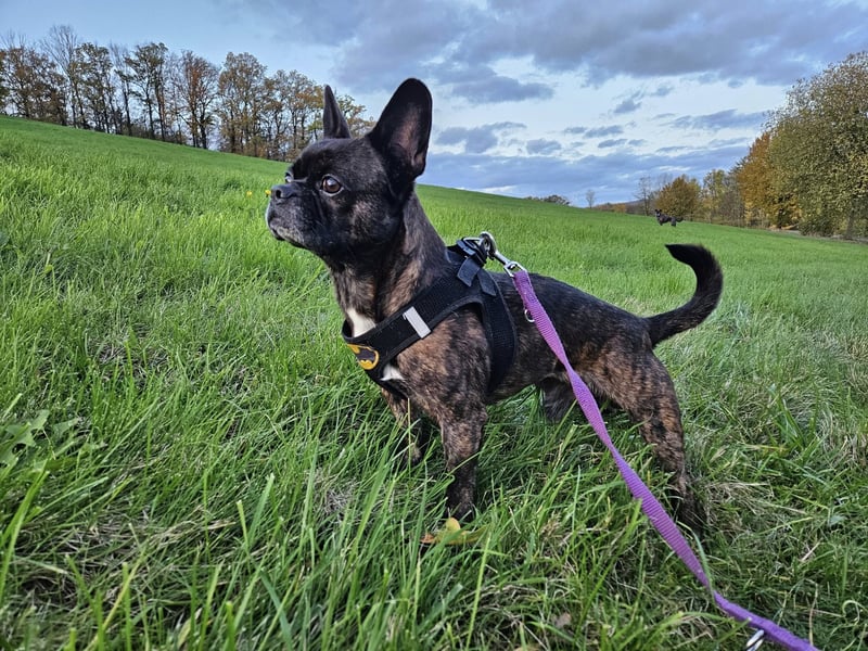 ❤️Batman 7 J., 28 cm, kastr. französische Bulldogge Mix  sucht sein Glück ❤️Batman 7 J., 28 cm, kastr. französische Bulldogge Mix  sucht sein Glück