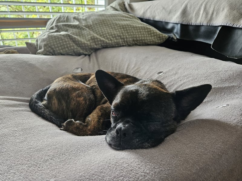 ❤️Batman 7 J., 28 cm, kastr. französische Bulldogge Mix  sucht sein Glück ❤️Batman 7 J., 28 cm, kastr. französische Bulldogge Mix  sucht sein Glück