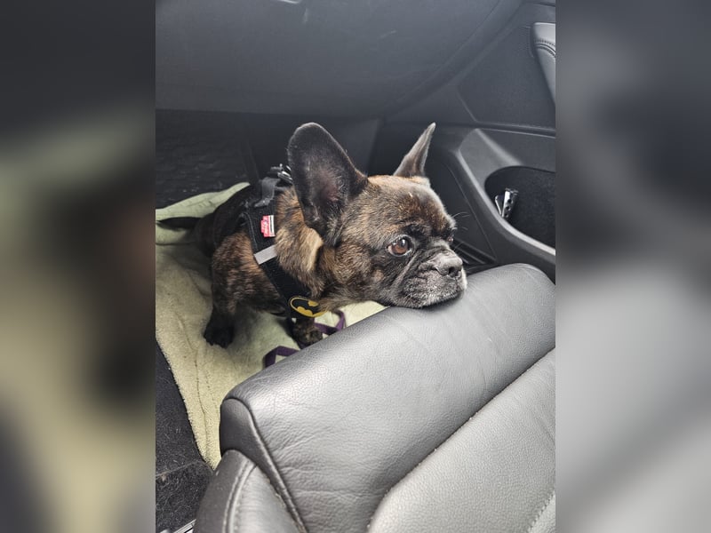 ❤️Batman 7 J., 28 cm, kastr. französische Bulldogge Mix  sucht sein Glück ❤️Batman 7 J., 28 cm, kastr. französische Bulldogge Mix  sucht sein Glück