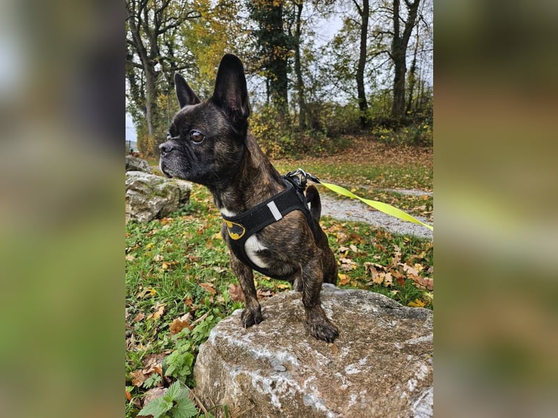 ❤️Batman 7 J., 28 cm, kastr. französische Bulldogge Mix  sucht sein Glück ❤️Batman 7 J., 28 cm, kastr. französische Bulldogge Mix  sucht sein Glück