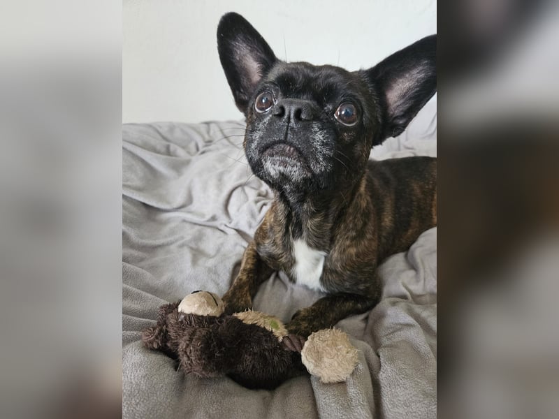 ❤️Batman 7 J., 28 cm, kastr. französische Bulldogge Mix  sucht sein Glück ❤️Batman 7 J., 28 cm, kastr. französische Bulldogge Mix  sucht sein Glück