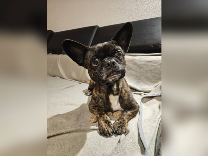 ❤️Batman 7 J., 28 cm, kastr. französische Bulldogge Mix  sucht sein Glück ❤️Batman 7 J., 28 cm, kastr. französische Bulldogge Mix  sucht sein Glück