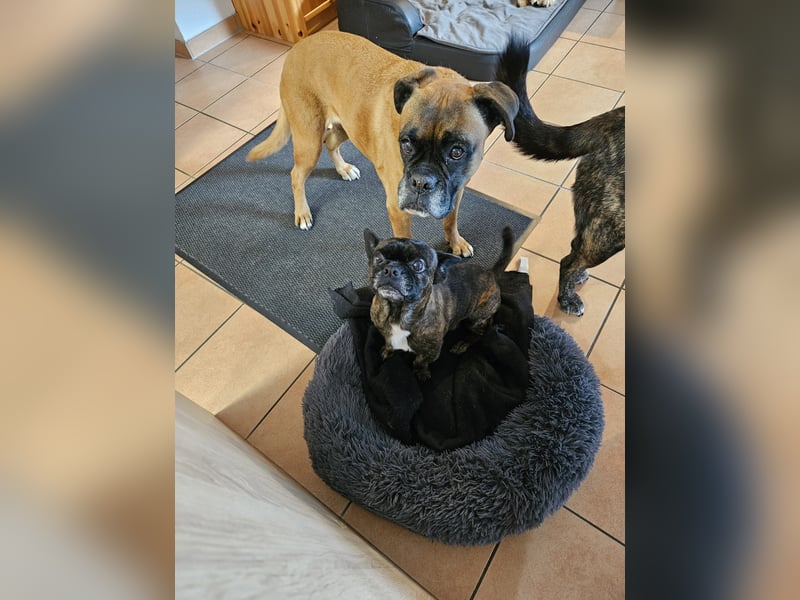 ❤️Batman 7 J., 28 cm, kastr. französische Bulldogge Mix  sucht sein Glück ❤️Batman 7 J., 28 cm, kastr. französische Bulldogge Mix  sucht sein Glück