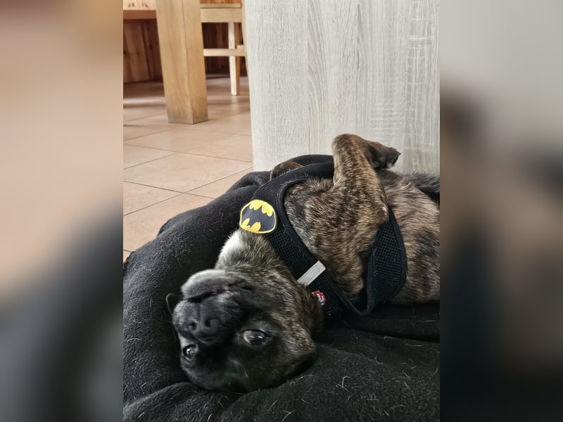 ❤️Batman 7 J., 28 cm, kastr. französische Bulldogge Mix  sucht sein Glück ❤️Batman 7 J., 28 cm, kastr. französische Bulldogge Mix  sucht sein Glück