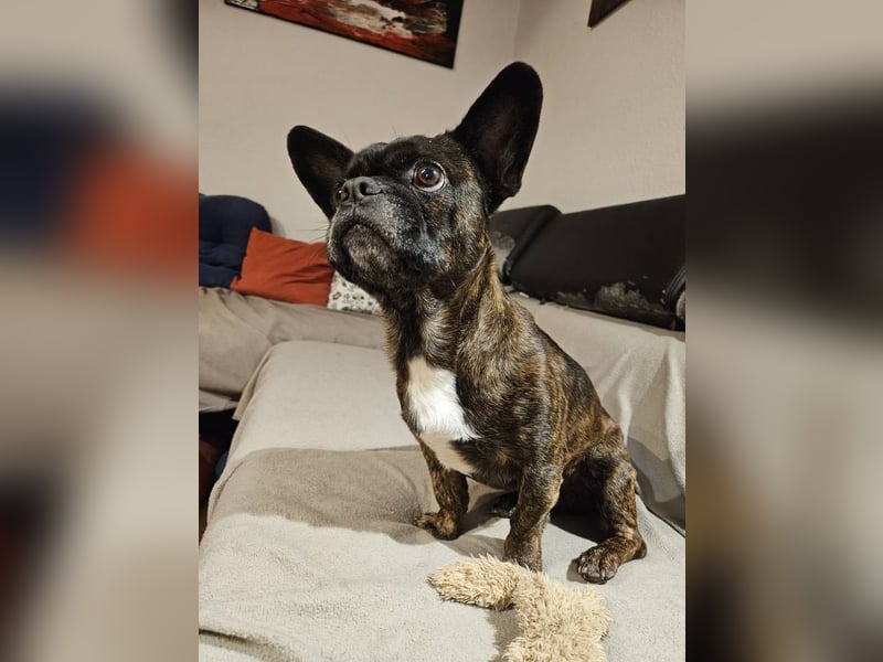 ❤️Batman 7 J., 28 cm, kastr. französische Bulldogge Mix  sucht sein Glück ❤️Batman 7 J., 28 cm, kastr. französische Bulldogge Mix  sucht sein Glück