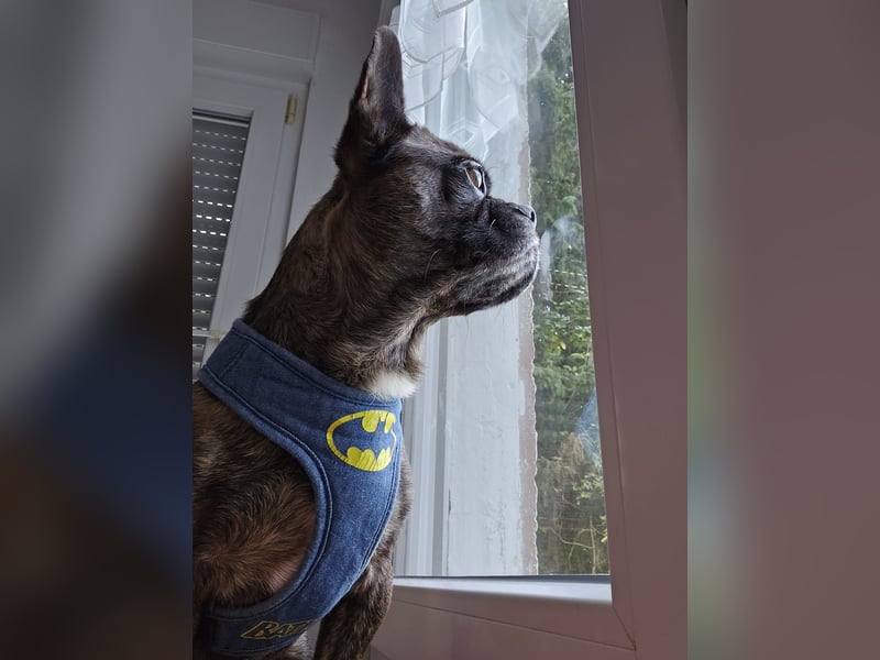 ❤️Batman 7 J., 28 cm, kastr. französische Bulldogge Mix  sucht sein Glück ❤️Batman 7 J., 28 cm, kastr. französische Bulldogge Mix  sucht sein Glück