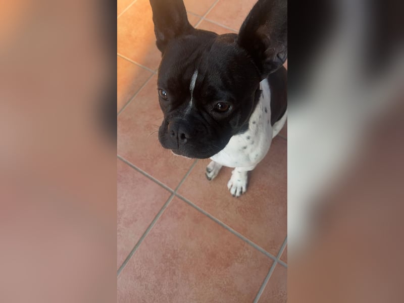 Deckrüden französische Bulldogge