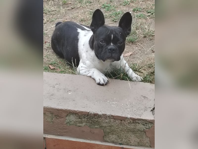 Deckrüden französische Bulldogge