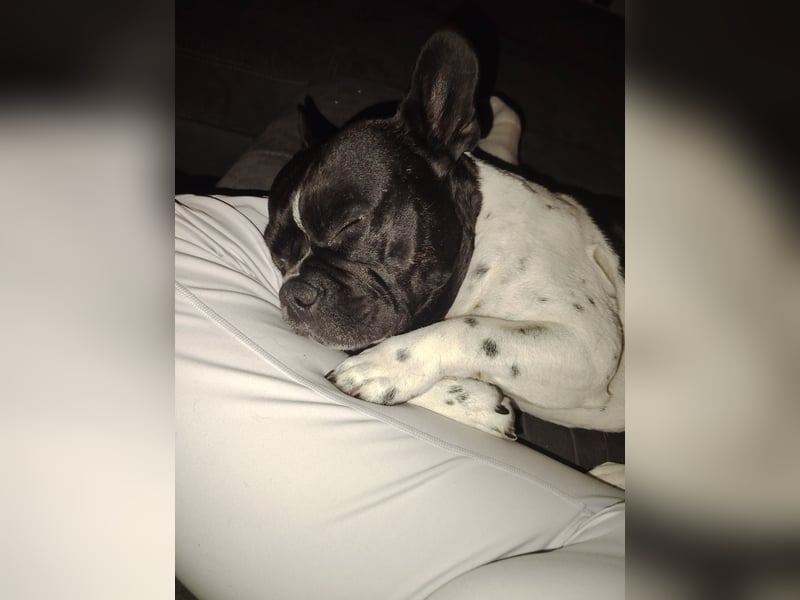 Deckrüden französische Bulldogge