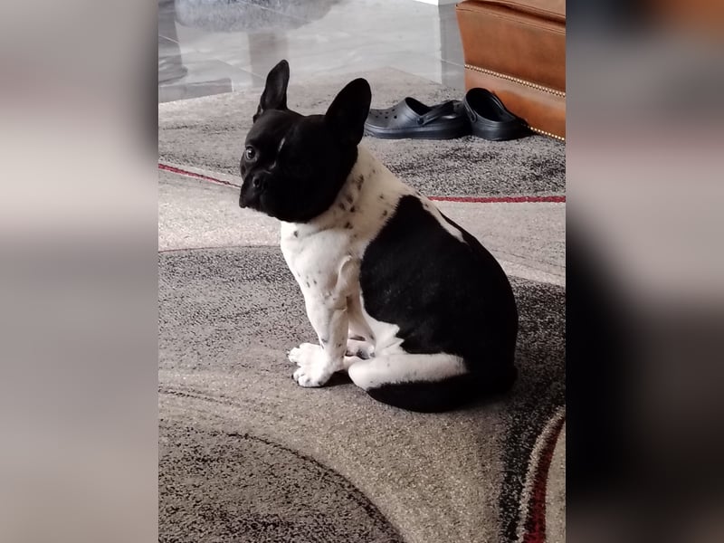 Deckrüden französische Bulldogge