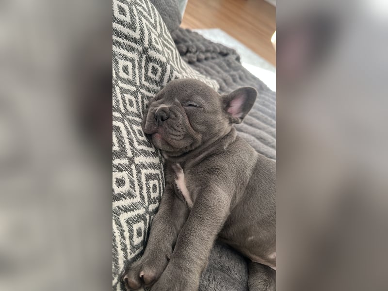Französische Bulldogge