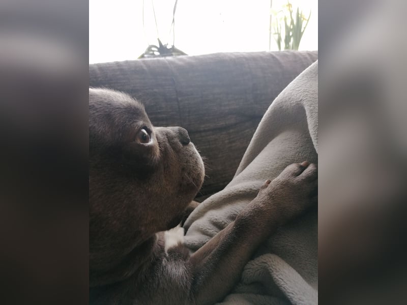 Französische bulldogge