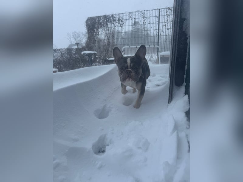 Französische Bulldogge Deckrüden