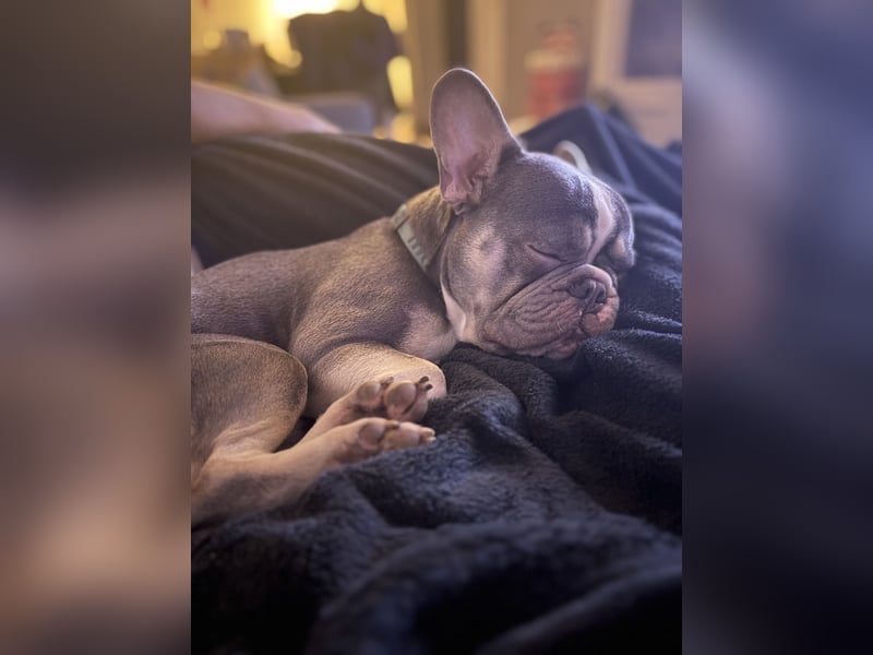 Französische Bulldogge Deckrüden