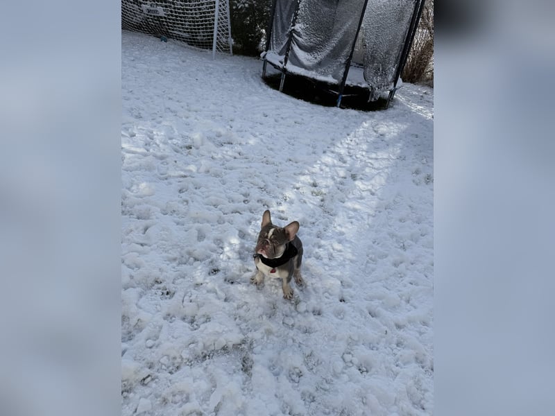 Französische Bulldogge Deckrüden