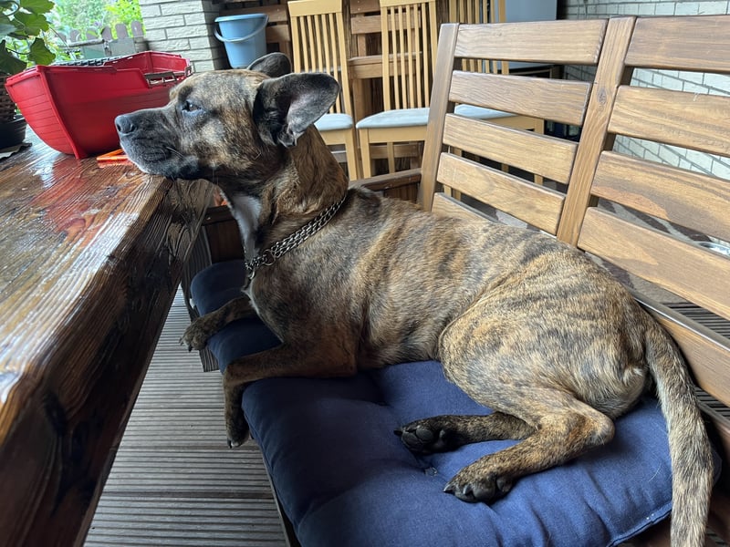 Snickers sucht ein neues Zuhause!