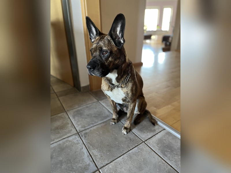 Snickers sucht ein neues Zuhause!