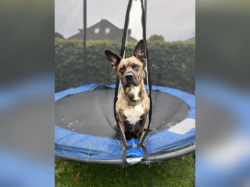 Snickers sucht ein neues Zuhause!