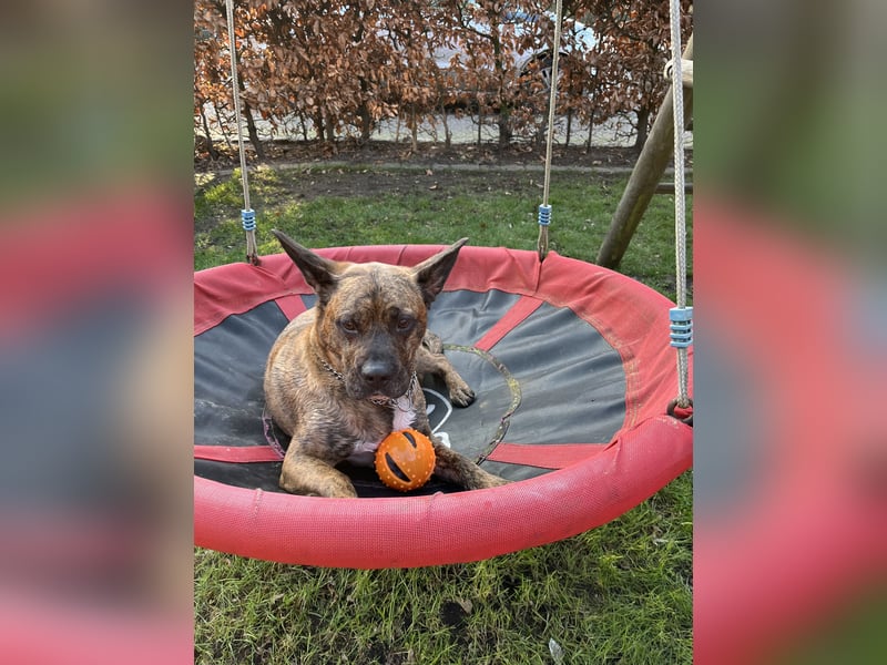 Snickers sucht ein neues Zuhause!