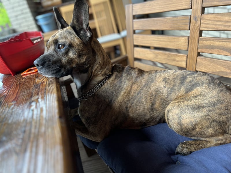 Snickers sucht ein neues Zuhause!