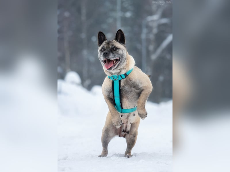 Freundliche Juta sucht ihre Menschen