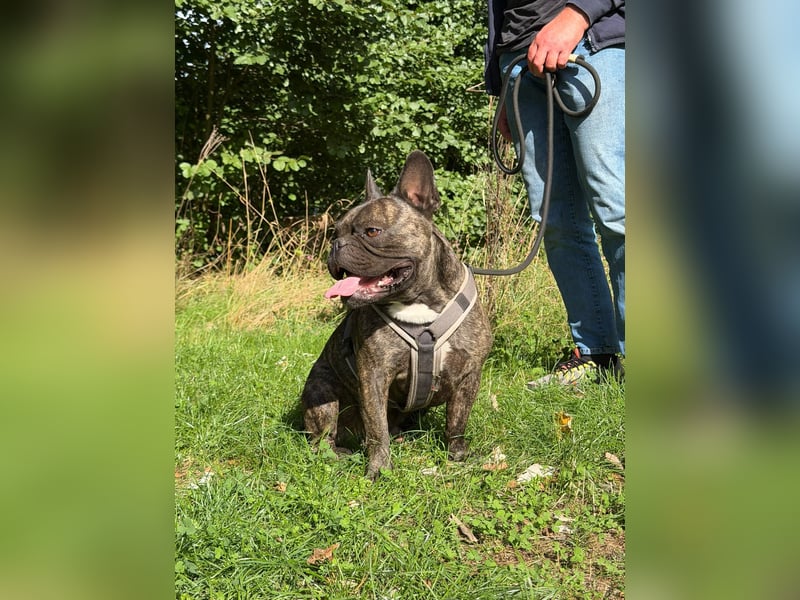 Französische Bulldogge Retro-Mix