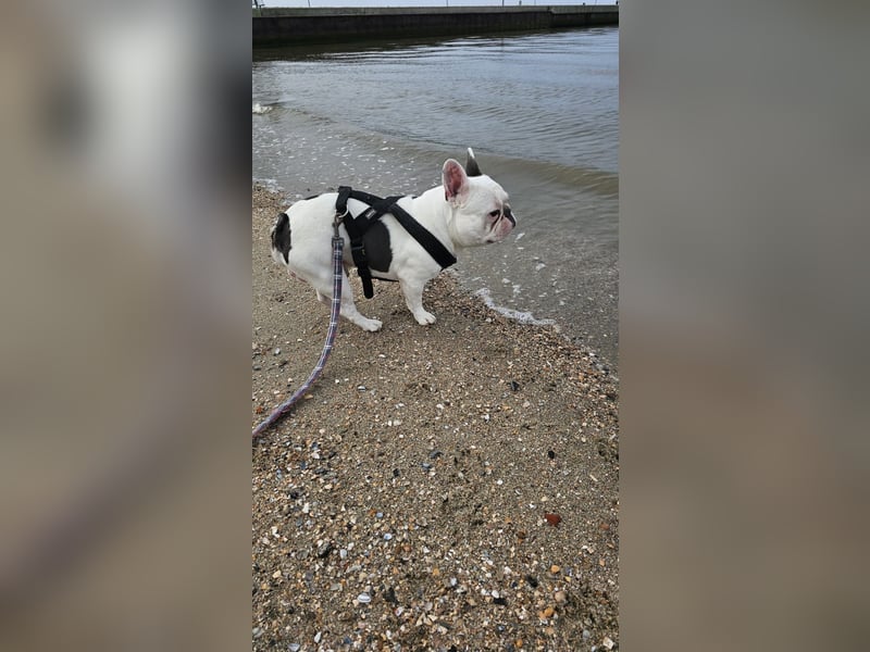 Französische Bulldogge