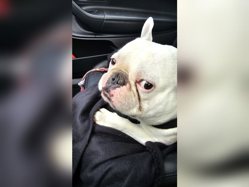 Französische Bulldogge