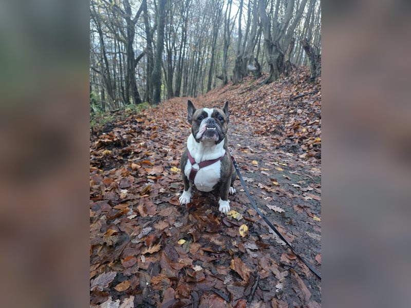 Liebevolle Hündin in verantwortungsvolle Hände abzugeben