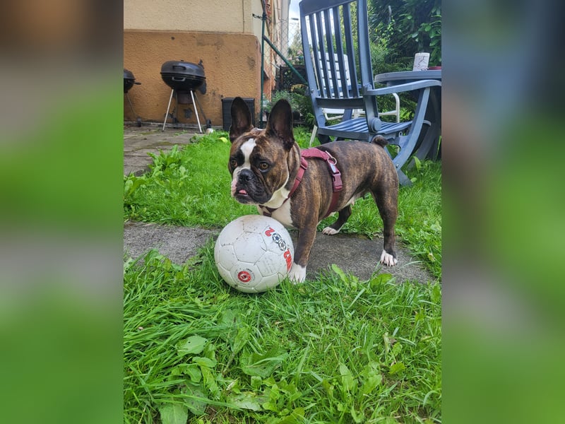 Liebevolle Hündin in verantwortungsvolle Hände abzugeben