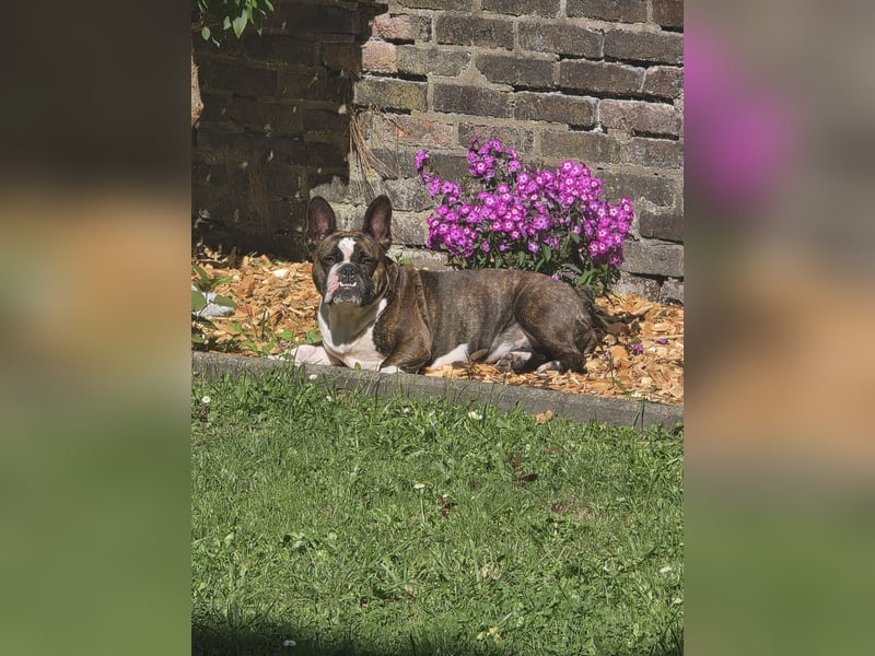 Liebevolle Hündin in verantwortungsvolle Hände abzugeben