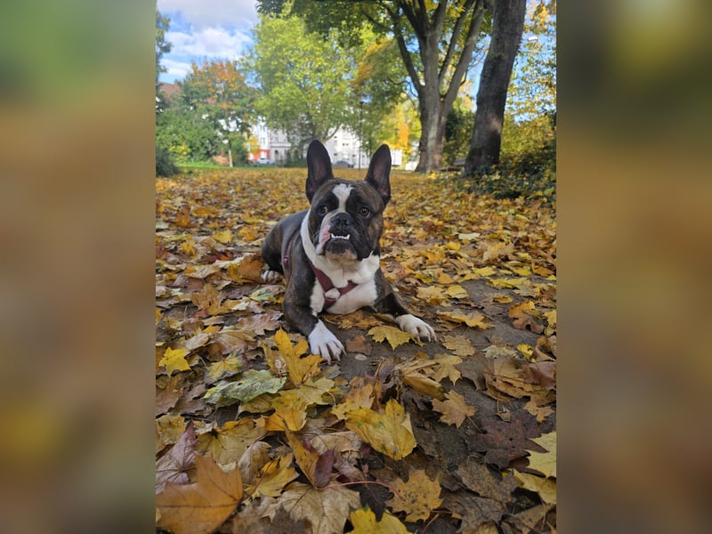 Franz. / Old Englisch Bulldogge