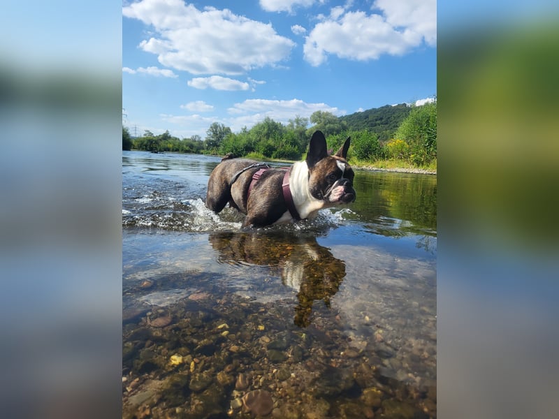 Liebevolle Hündin in verantwortungsvolle Hände abzugeben