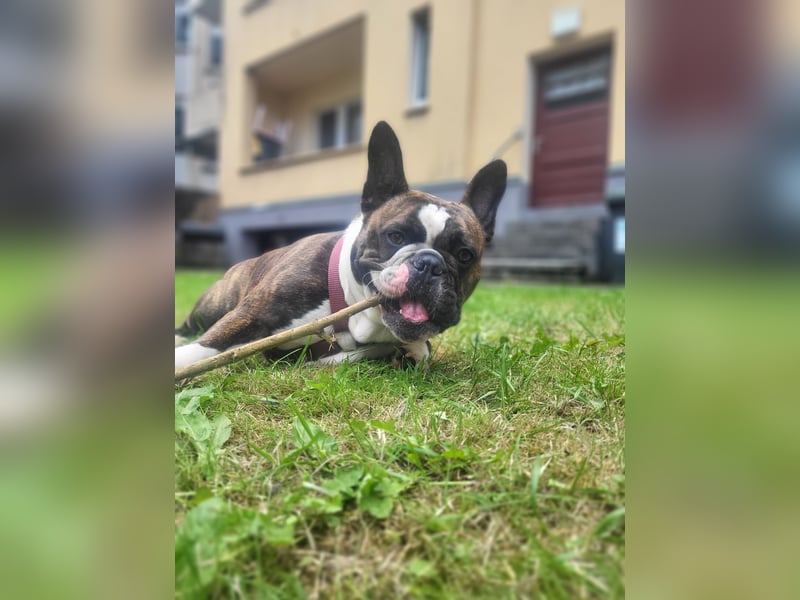 Liebevolle Hündin in verantwortungsvolle Hände abzugeben